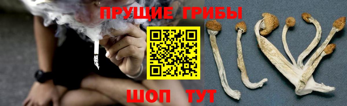 цены наркотик  Вход с VPN  Вологда  Псилоцибиновые грибы GOLDEN TEACHER 